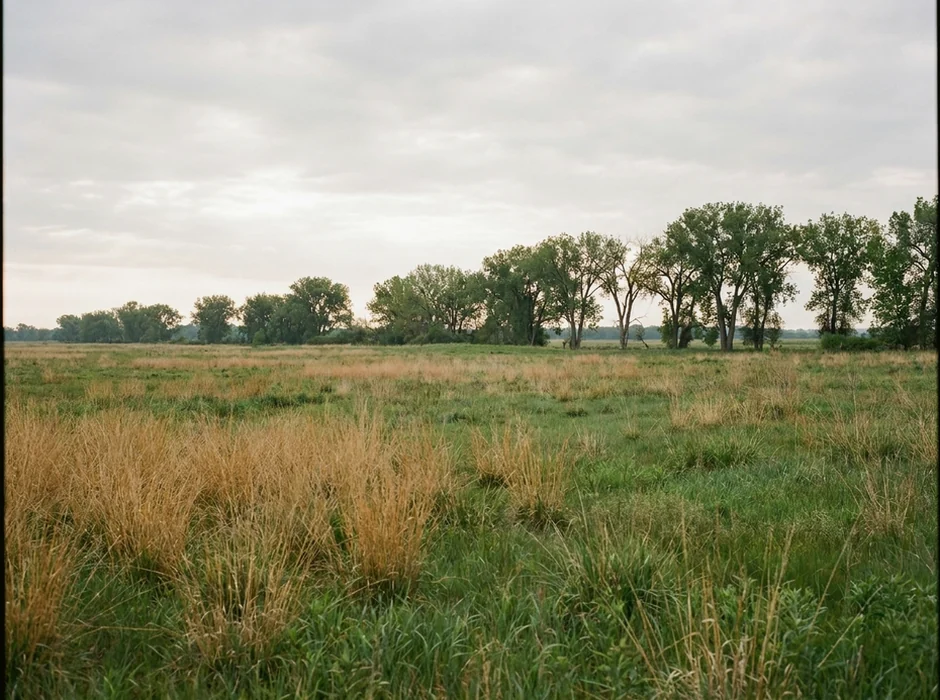 Prairie grassland with a row of cottonwood trees.